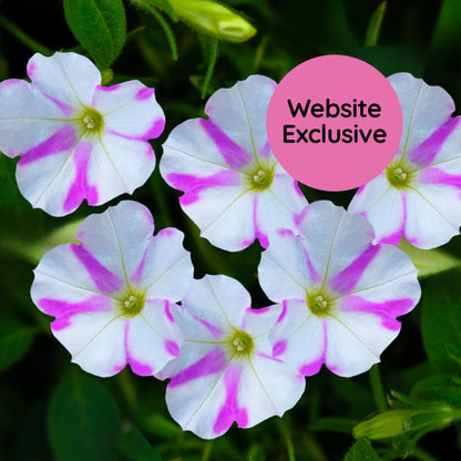 Light Bio Trial Pink & White Petunia Starter Plants Sets