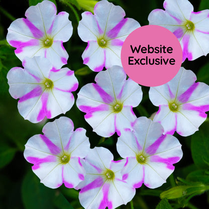 Light Bio Trial Pink & White Petunia Starter Plants Sets