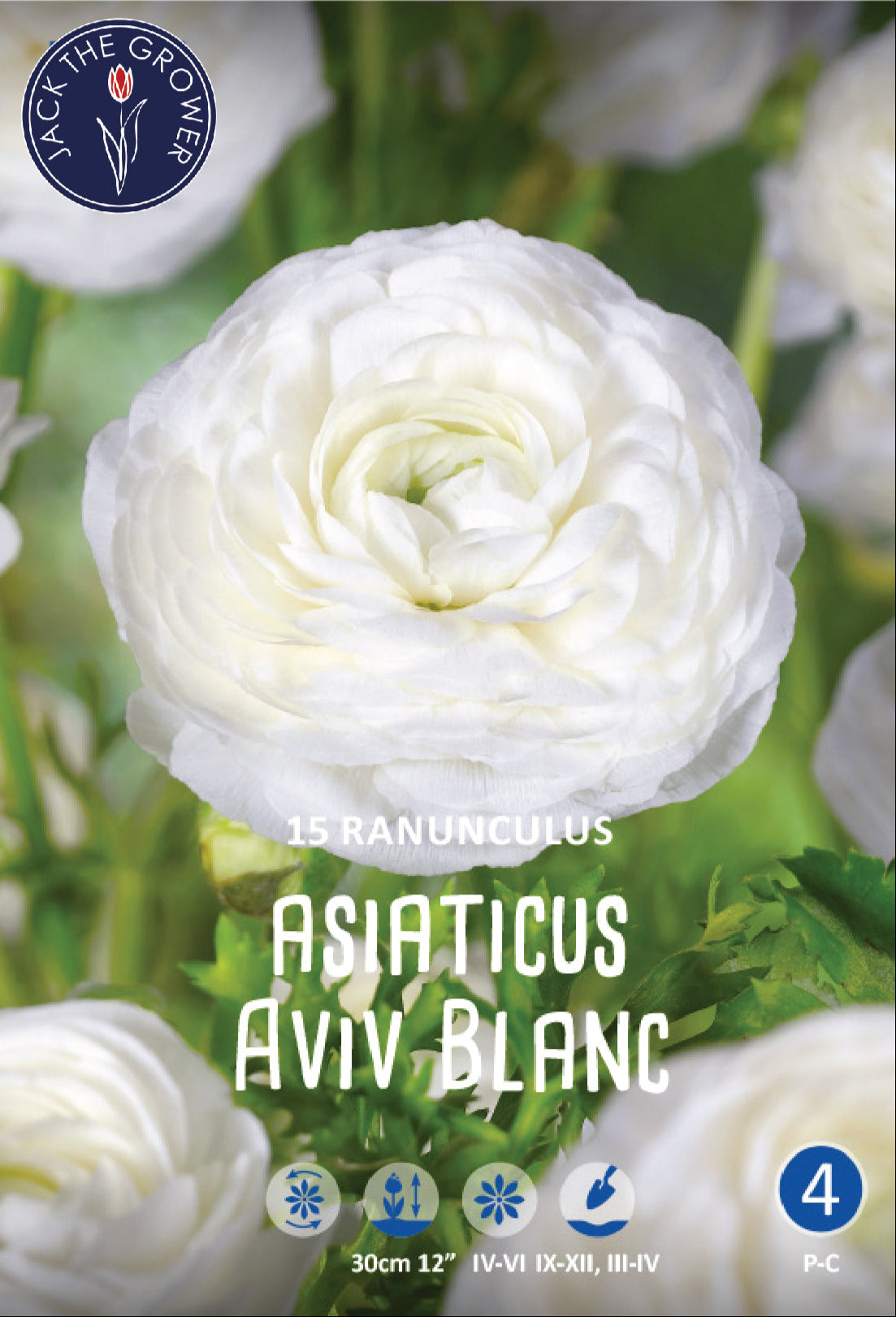 Ranunculus Asiaticus Aviv Blanc