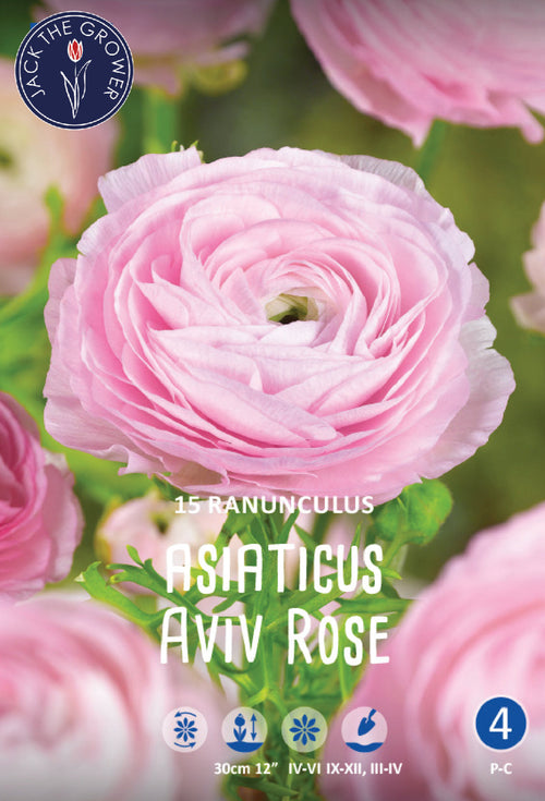 Ranunculus Asiaticus Aviv Rose