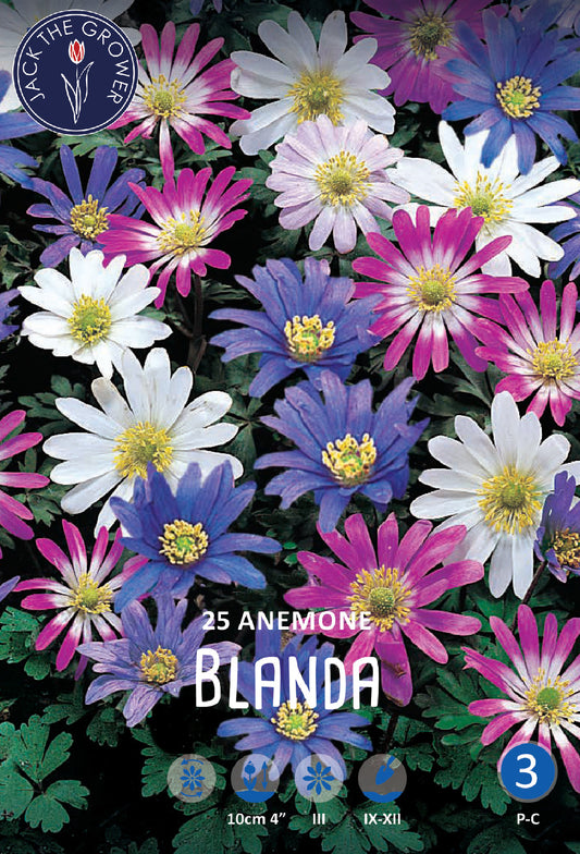 Anemone Blanda
